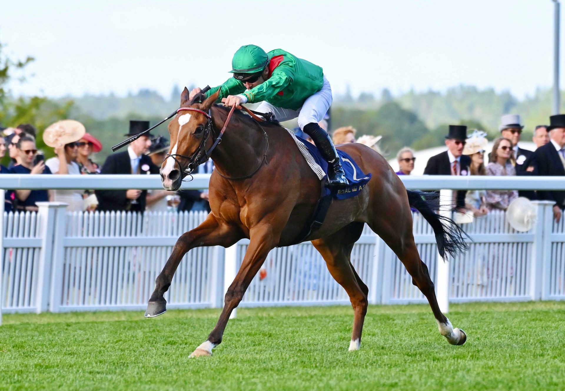 Calandagan wins the Gr2 King Edward VII Stakes at Royal Ascot in June (Pic - Coolmore)