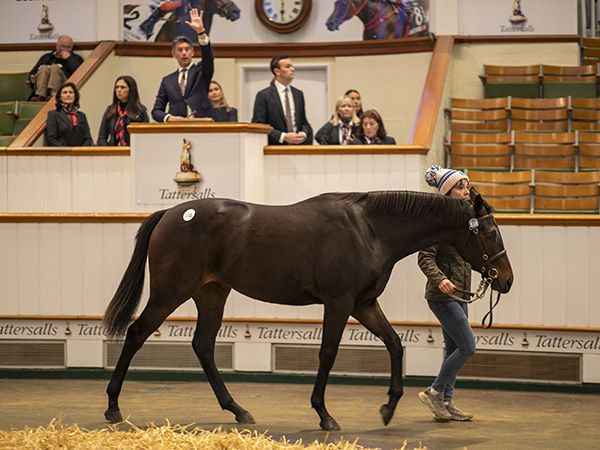 Lot 898 - Too Darn Hot filly out of the Galileo mare Lola Paige (Pic - Tattersalls)