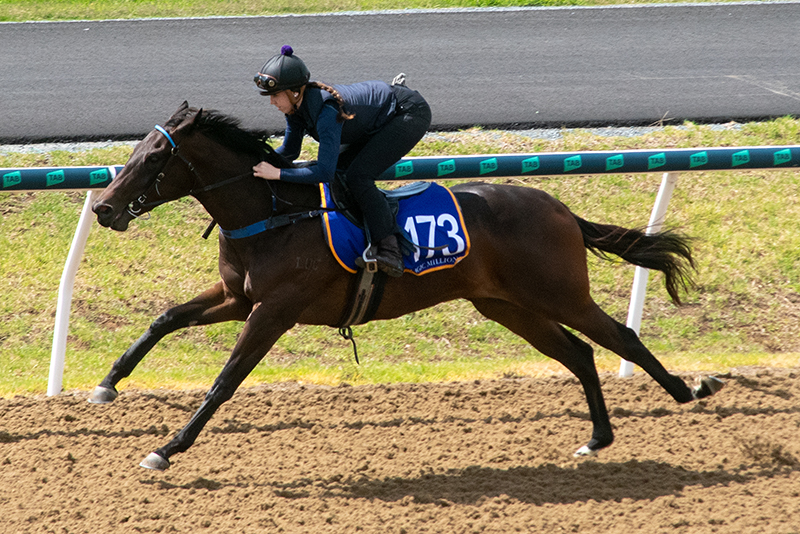 Magic Millions Gold Coast Horses in Training Sale (Pic - Magic Millions)