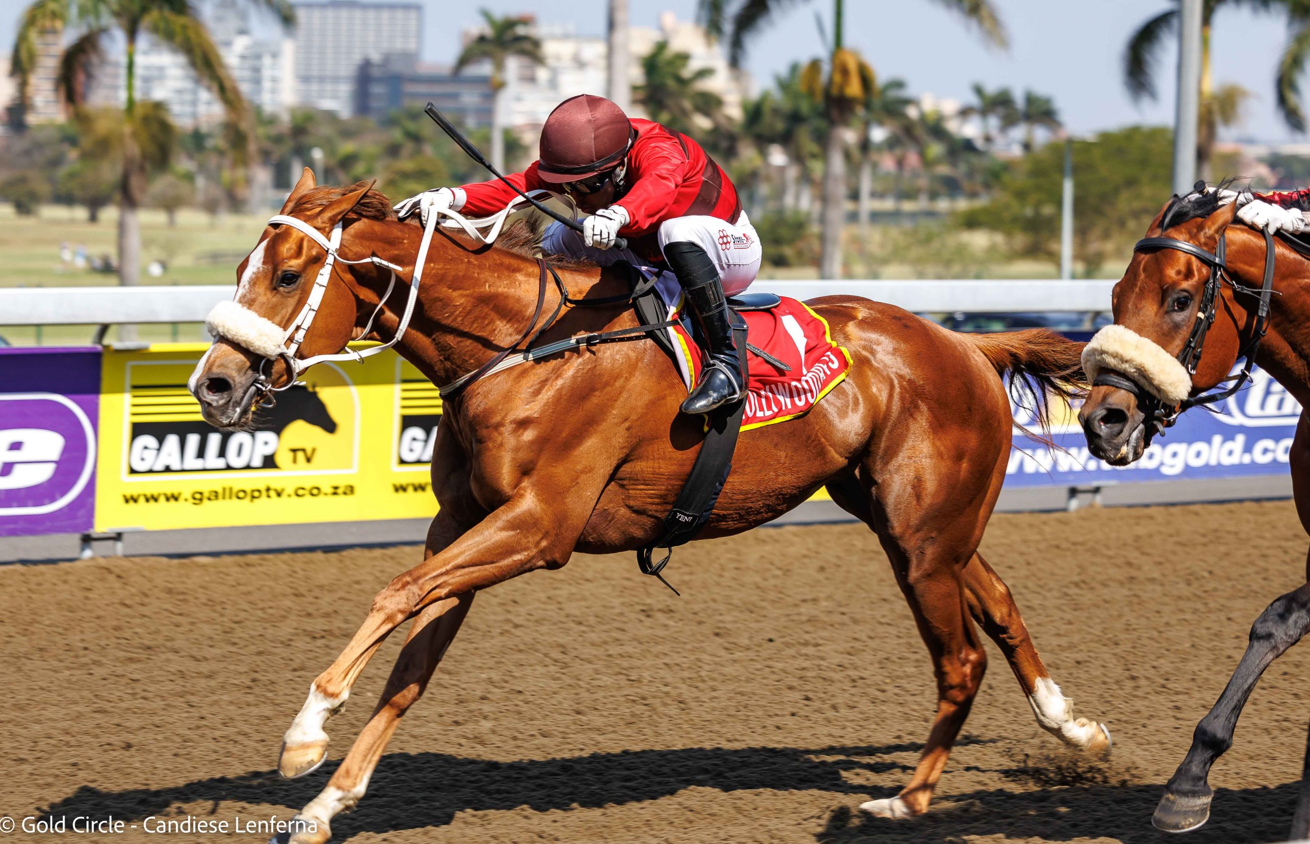 Officer Command (Muzi Yeni) goes for three on the trot when he contests the PinkDrive Michaelmas Handicap on Sunday at Hollywoodbets Greyville (Pic - Candiese Lenferna)