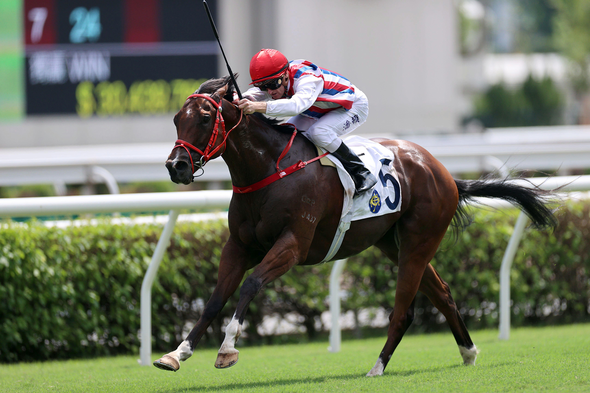 Savvy Brilliant is chasing a hat-trick (Pic - HKJC)