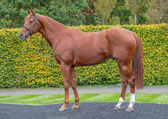 The magnificent Isaac Shelby stands at Newsells Park Stud (Newsells Park Stud)