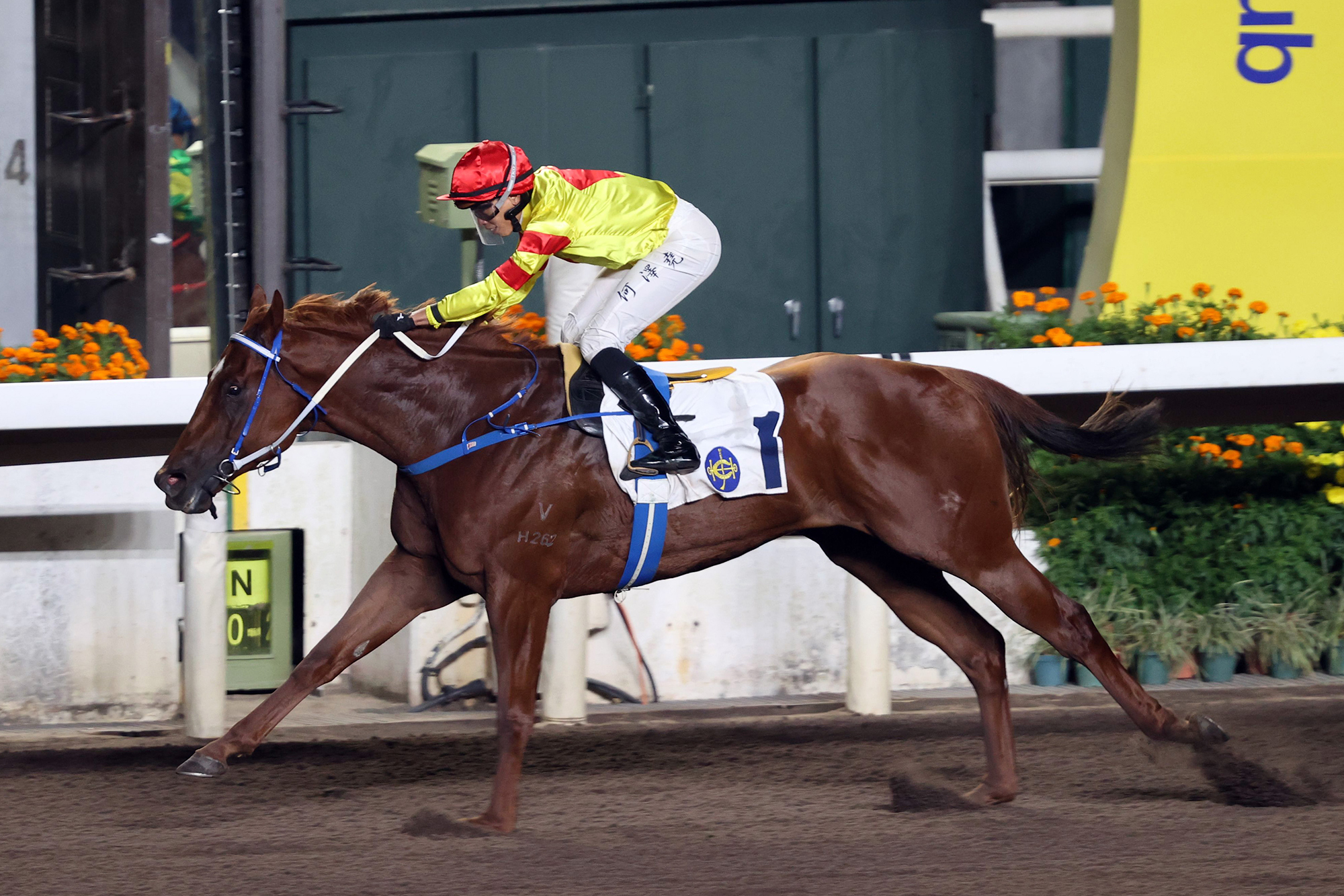 Vincent Ho wins aboard Capital Delight on the dirt course at Sha Tin (Pic - HKJC)