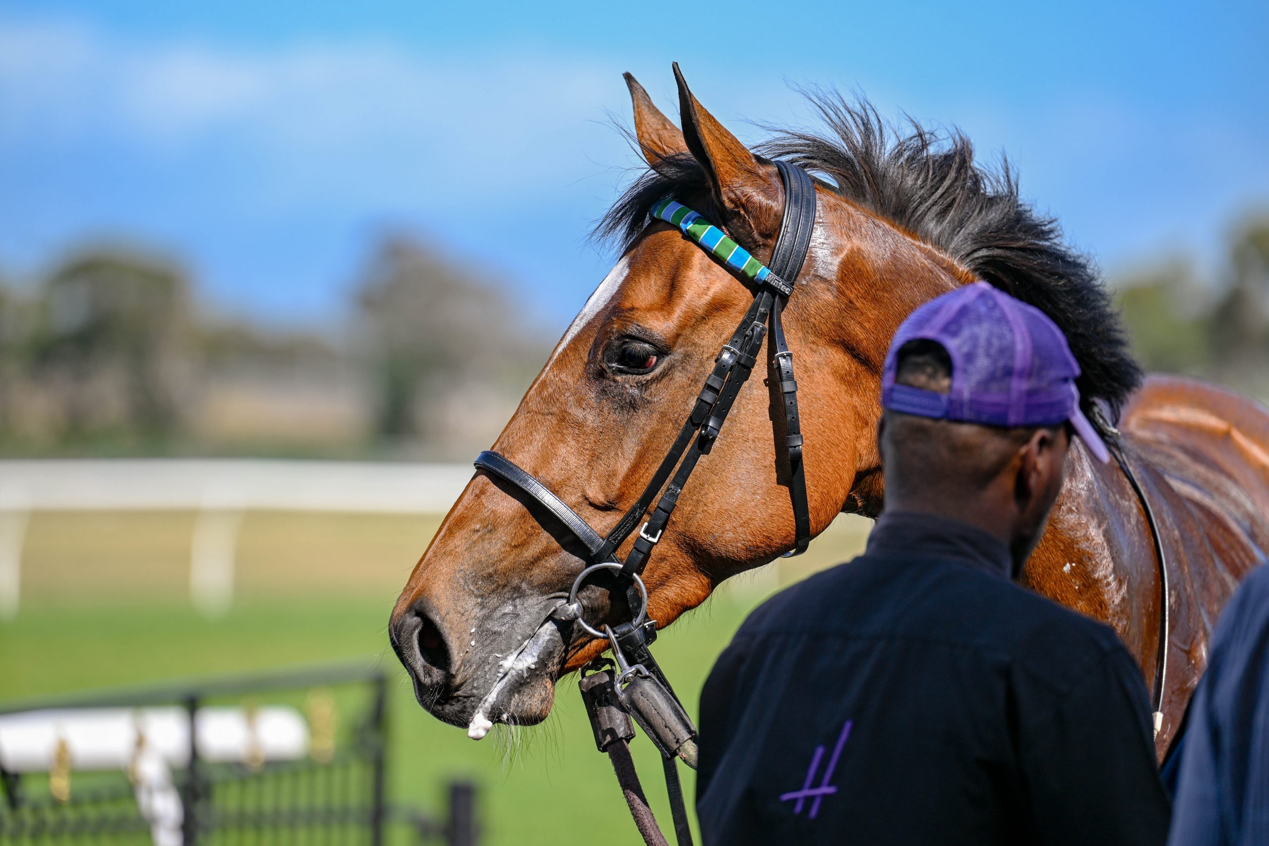 What’s all the fuss about Mon Petit Cherie is a beauty (Pic - Chase Liebenberg)