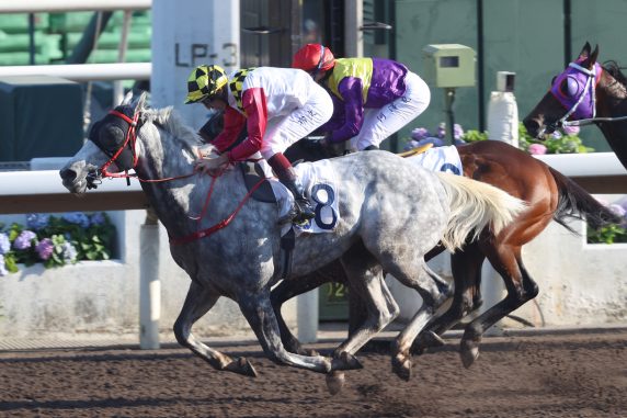 Reliable Profit has won three races in a row (Pic - HKJC)