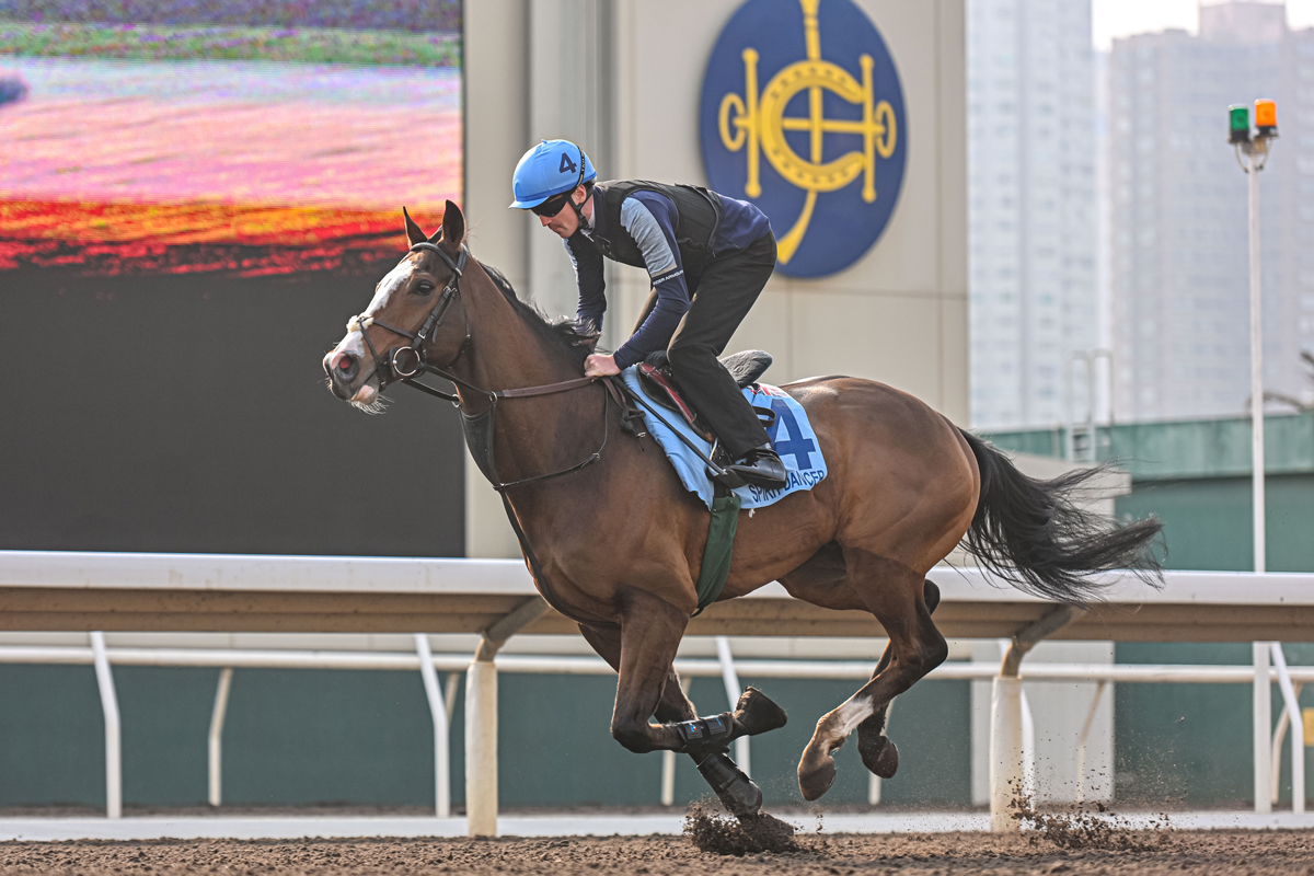 Spirit Dancer will challenge Romantic Warrior in the G1 LONGINES Hong Kong Cup (Pic - HKJC)