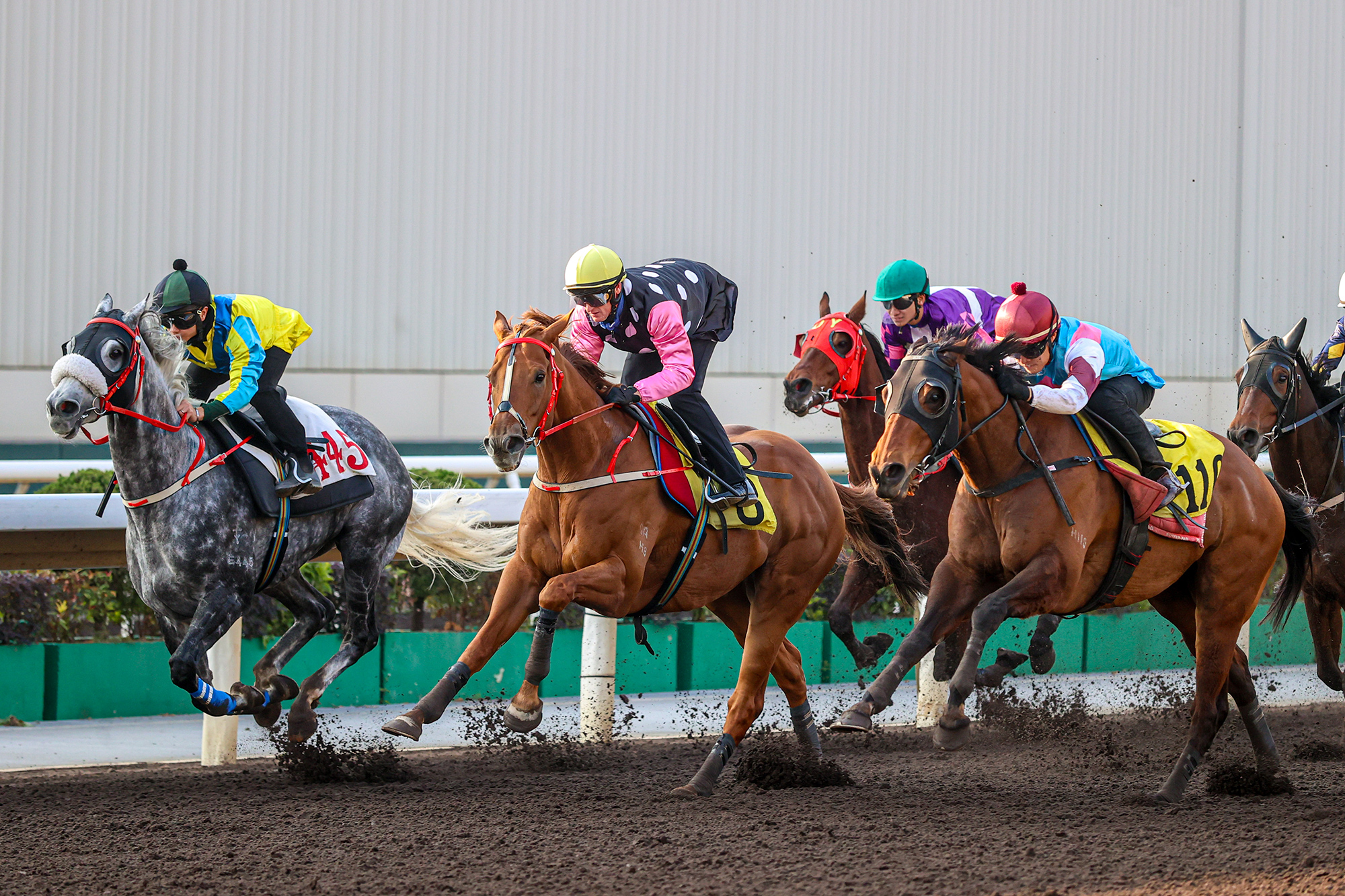 Beauty Eternal finishes third to Find My Love in today’s trial (Pic - HKJC)