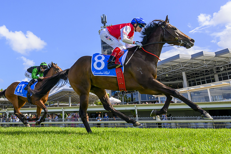 Hell To Pay (Craig Williams) win the Canadian Club Magic Millions Maiden Plate (Pic – Magic Millions)