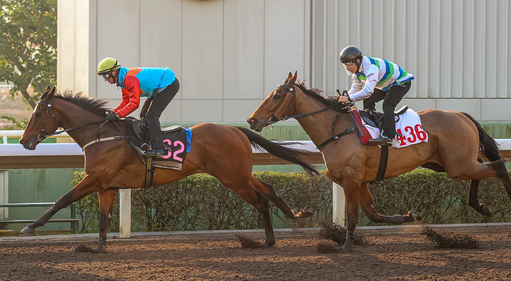 Ka Ying Rising cruises to a trial victory at Sha Tin (Pic - HKJC)