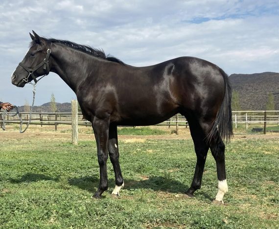 Blue Karoo’s Lot 105, Okayama (c) by Danon Platina ex Vul Indlela (Pic - Dr Marni Strauss on FB)