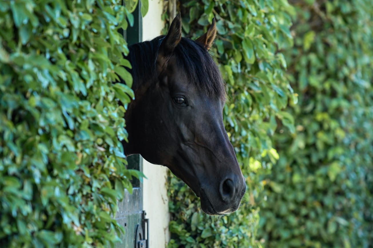 Canford Cliffs surveys the Ridgemont landscape from his box (Pic - Chase Liebenberg)