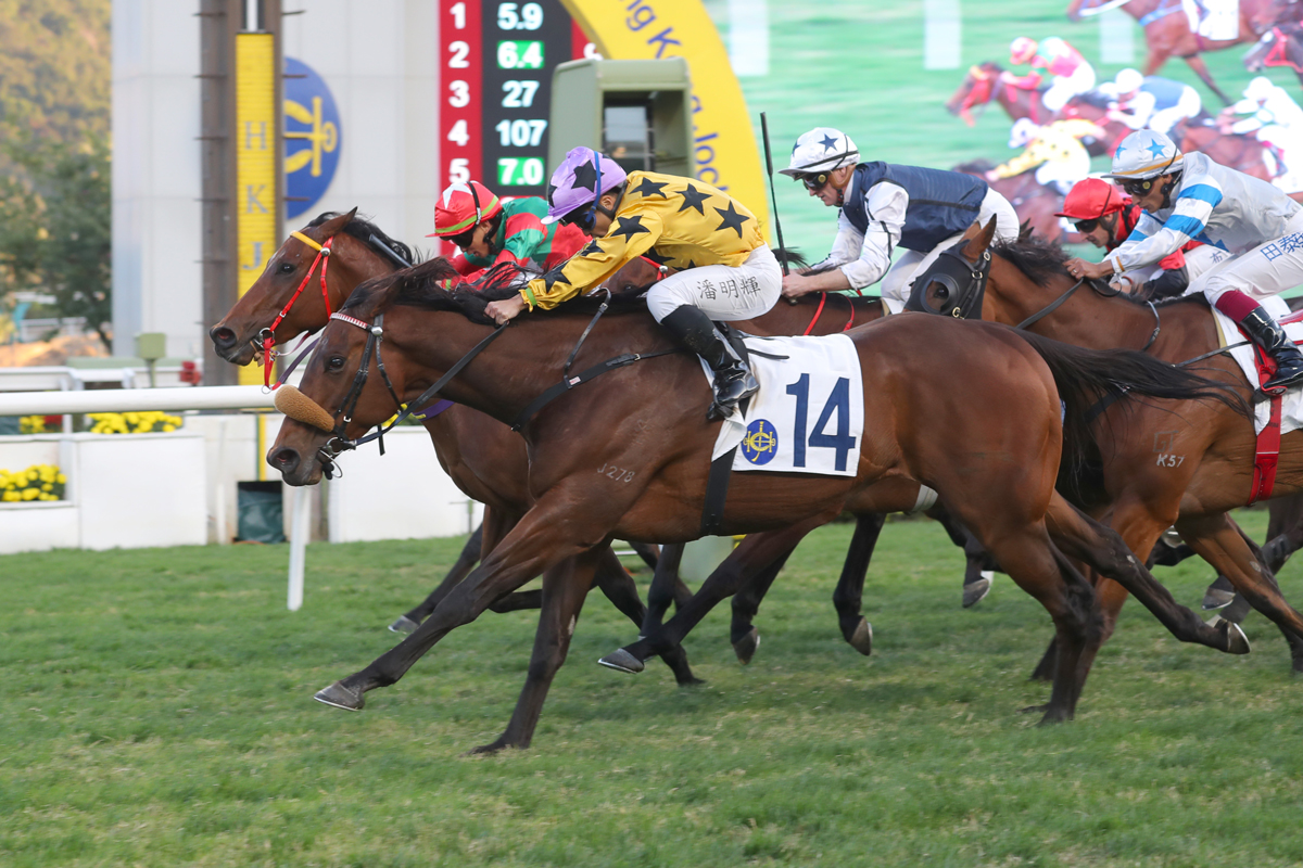 Dragon Joy is a two-time Sha Tin winner (Pic - HKJC)