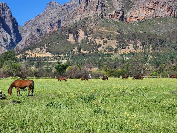 Jikkie de Wet’s beautiful Prosper Stud (Pic - Prosper Stud on FB)