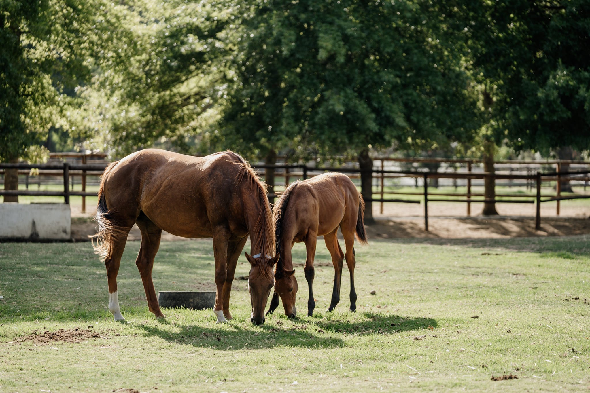 Just another heavenly day at Hopes And Dreams Stud (Pic - Hopes And Dreams on FB)