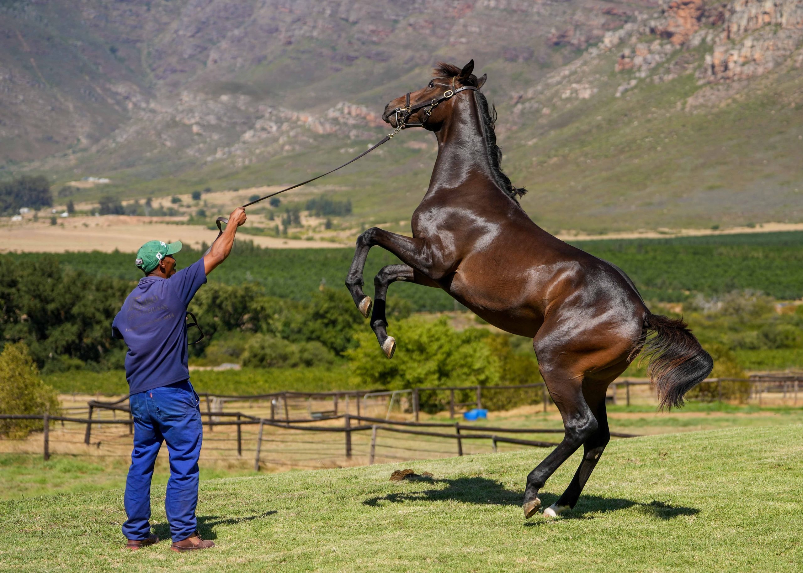 Moutonshoek – where equine athletes grow up strong (Pic - Romi Bettison)