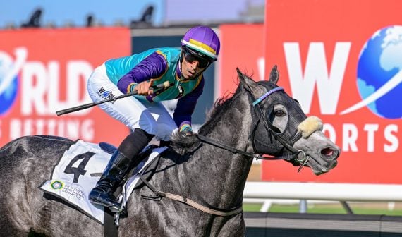 Vercingetorix’ son Zeitz is a serious contender in the SplashOut Cape Derby (Pic - Chase Liebenberg)