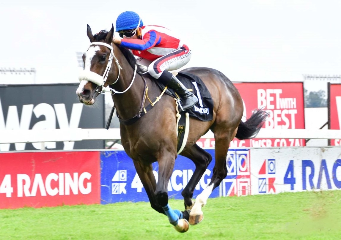 Zeus (Gavin Lerena) can return to winning ways today (Pic - JC Photos)