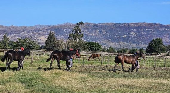 Life is a breeze at Narrow Creek (Pic - Narrow Creek Stud on FB)