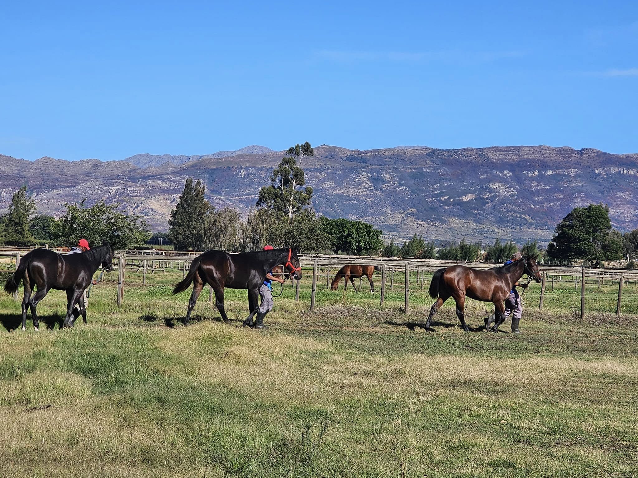 Life is a breeze at Narrow Creek (Pic - Narrow Creek Stud on FB)