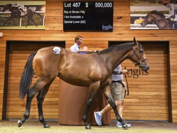 Lot 487 - I Am Invincible ex Special Lover (Pic - Inglis)