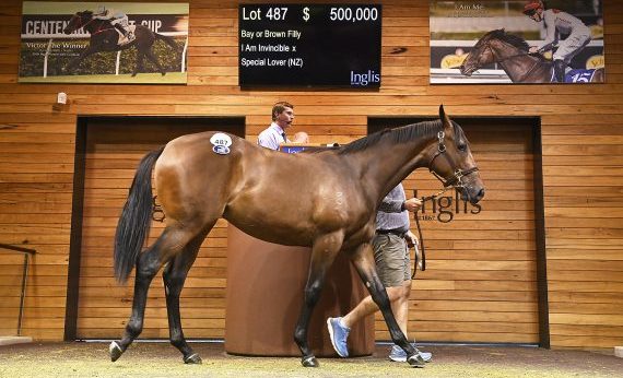 Lot 487 - I Am Invincible ex Special Lover (Pic - Inglis)