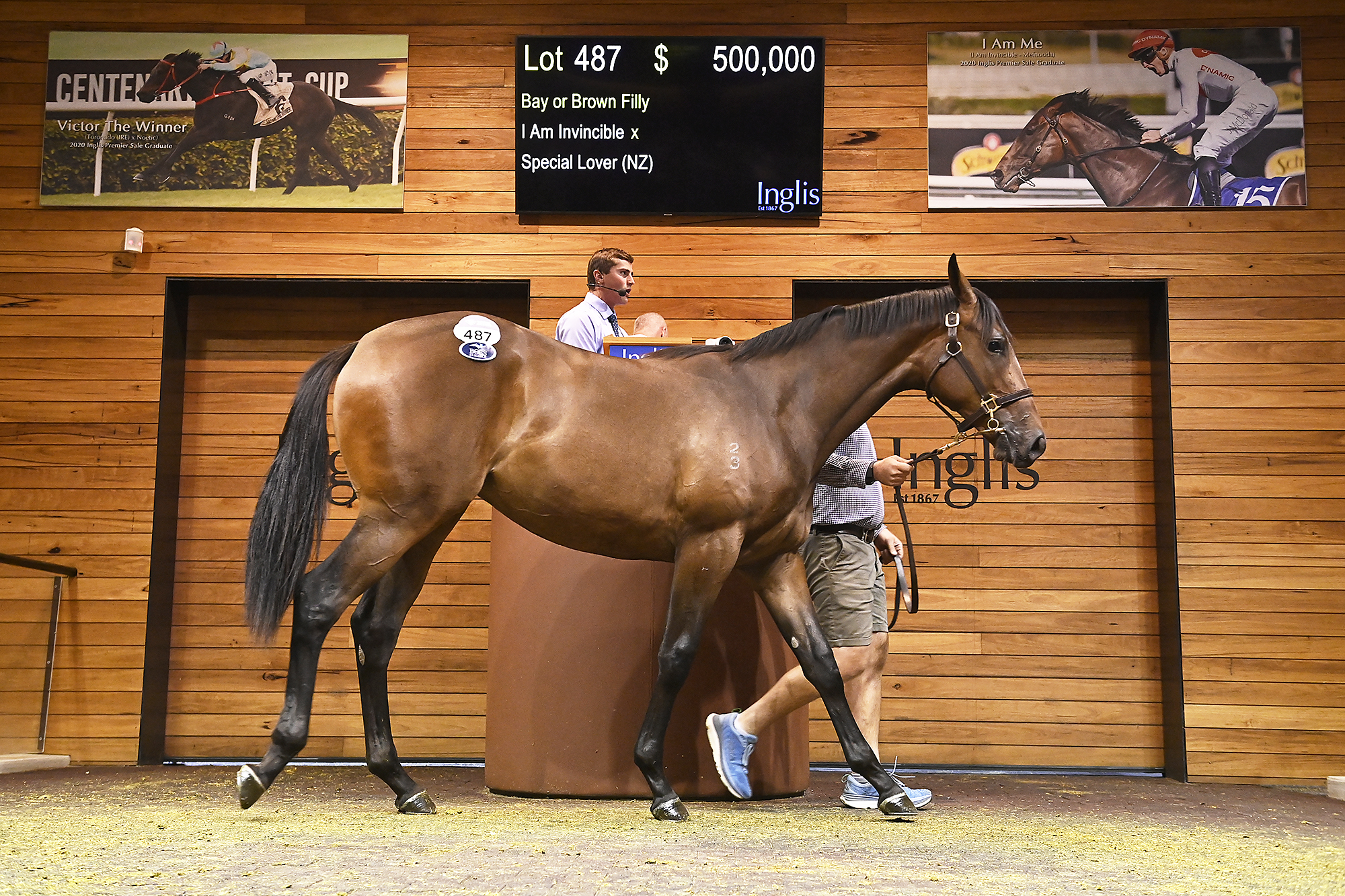 Lot 487 - I Am Invincible ex Special Lover (Pic - Inglis)