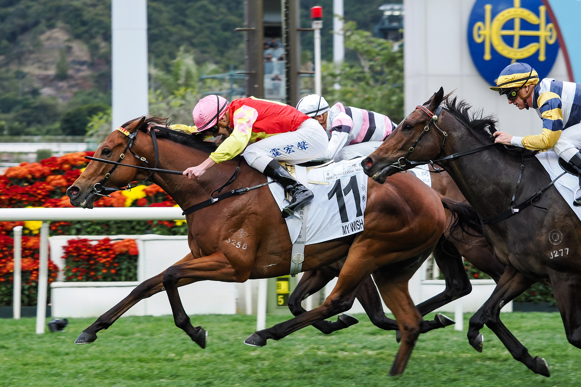 My Wish lands Four-Year-Old Classic Series glory at Sha Tin (Pic - HKJC)