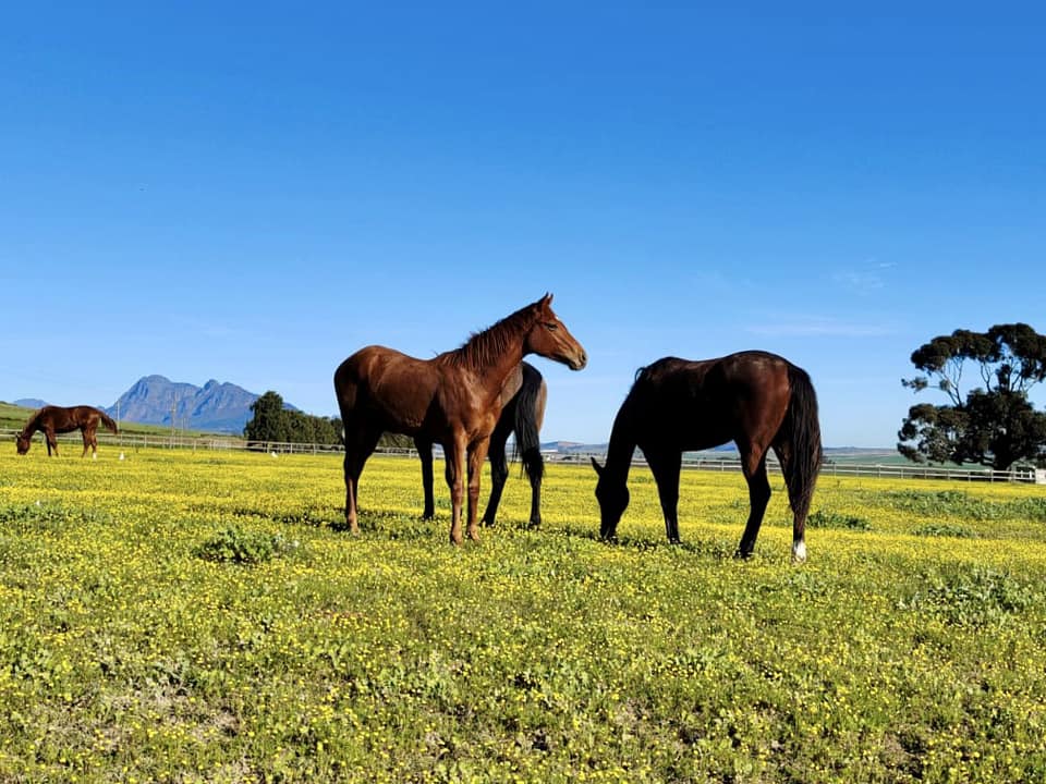 Picturesque Paarl (Pic - Paarl Diamant Estate on FB)