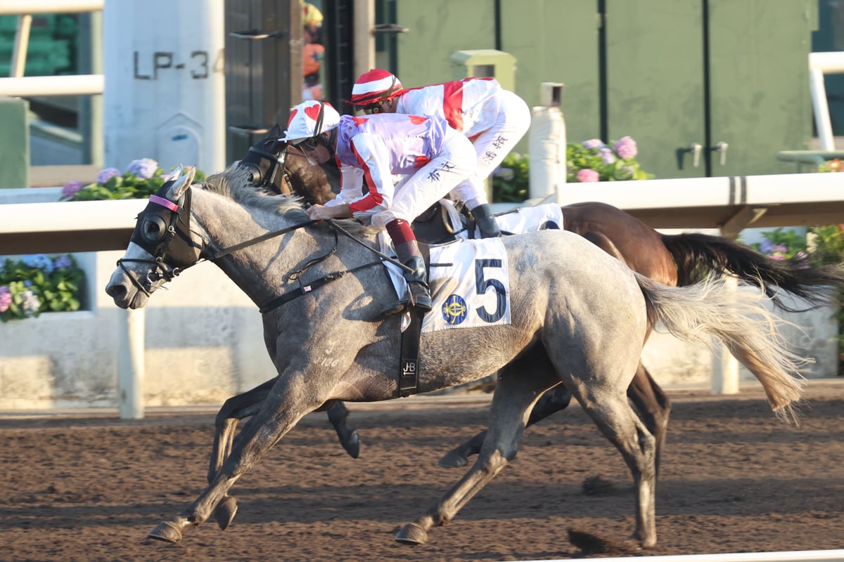 Talents Ambition is a two-time winner in Hong Kong (Pic - HKJC)