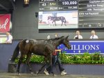 Capitalist Colt Tops Day One Of Gold Coast Yearlings