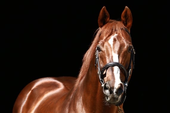 The majestic champion Giant’s Causeway (Pic - Coolmore)