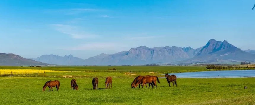 Varsfontein Stud - nestled amongst the vineyards and wheat lands of the Boland (Pic - Varsfontein Stud)