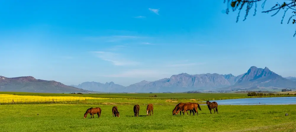 Varsfontein Stud - nestled amongst the vineyards and wheat lands of the Boland (Pic - Varsfontein Stud)